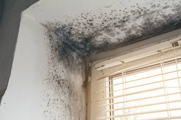 Affordable Mold Cleanup solutions in Springfield, KY